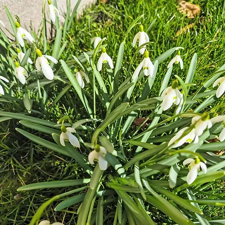 Carla By Interhome * Nussdorf am Attersee