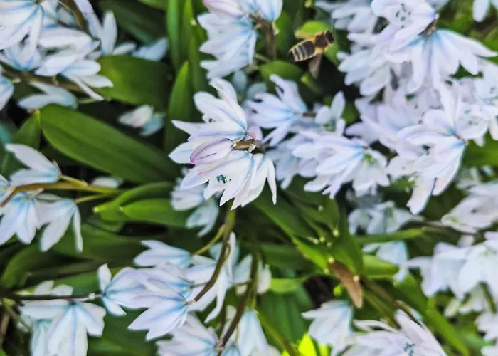 Carla By Interhome Nussdorf am Attersee