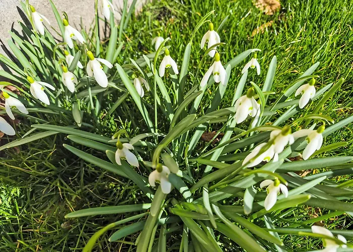 Carla By Interhome * Nussdorf am Attersee